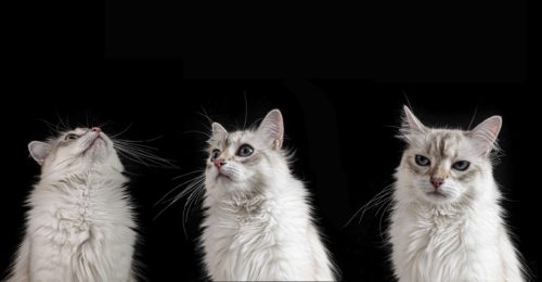 Eine Katze in drei verschiedenen Posten als Collage